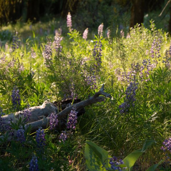Wildflowers at the Snowline – Single